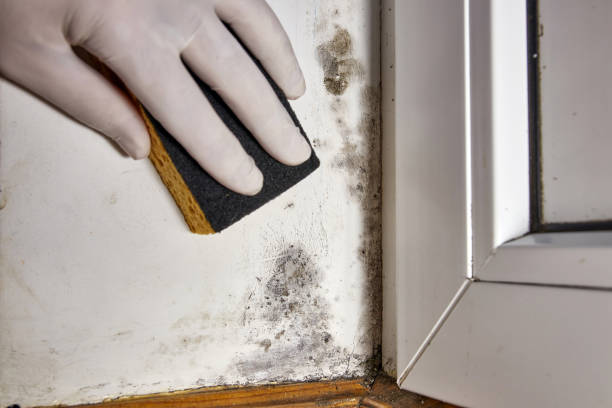 Best Comprehensive Air Testing for Mold Contaminants  in Brandermill, VA